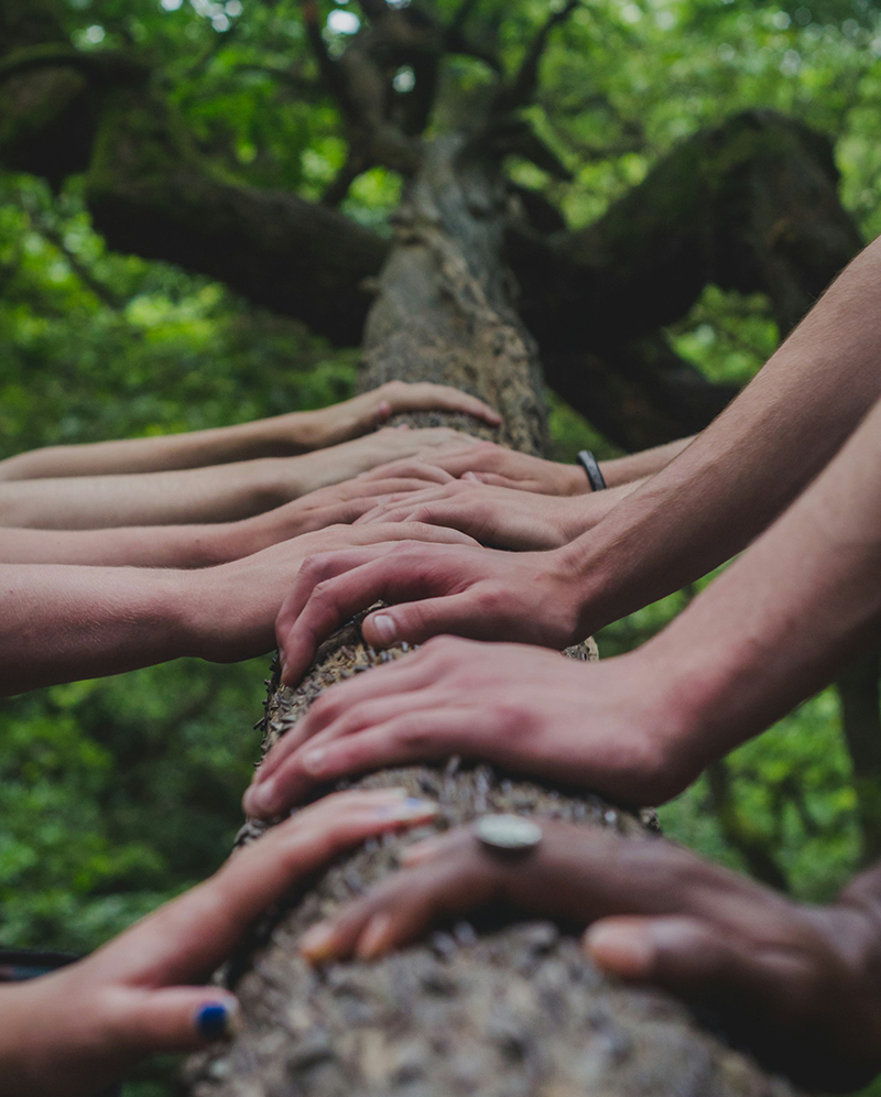 tree-hands-hero